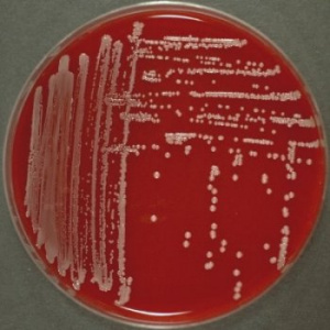 Bacterium.jpg